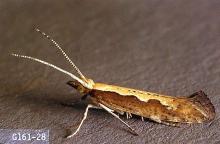 Image related to Broccoli, Brussels sprout, cabbage, cauliflower-Diamondback moth