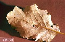 Image related to Broccoli, Brussels sprout, cabbage, cauliflower-Diamondback moth