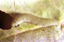 Image related to Broccoli, Brussels sprout, cabbage, cauliflower-Imported cabbageworm