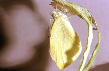 Image related to Broccoli, Brussels sprout, cabbage, cauliflower-Imported cabbageworm