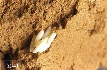 Image related to Cabbage and mustard seed-Cabbage maggot