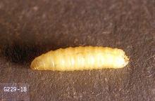 Image related to Cabbage and mustard seed-Cabbage maggot