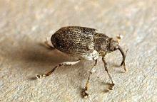 Image related to Cabbage and mustard seed-Cabbage seedpod weevil