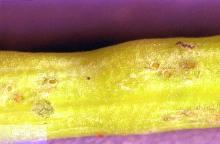 Image related to Cabbage and mustard seed-Cabbage seedpod weevil