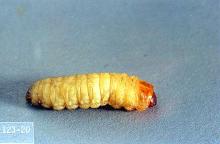 Image related to Cane fruit-Raspberry crown borer