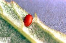 Image related to Cane fruit-Raspberry crown borer