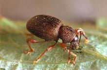 Image related to Cane fruit-Root weevil