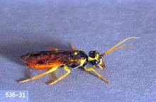 Image related to Cane fruit-Sawfly