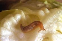 Image related to Cane fruit-Slug