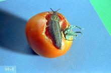 Image related to Cane fruit-Slug