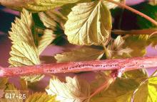 Image related to Cane fruit-Snowy tree cricket