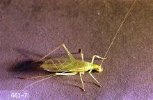 Image related to Cane fruit-Snowy tree cricket