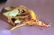 Image related to Cane fruit-Strawberry crown moth