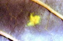 Image related to Canola-Aphid