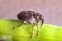 Image related to Canola-Cabbage seedpod weevil