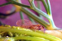 Image related to Carrot-Aphid