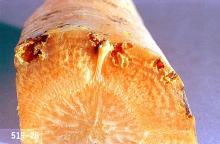 Image related to Carrot-Carrot rust fly