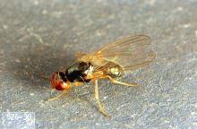 Image related to Carrot-Carrot rust fly