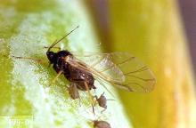 Image related to Chard, Swiss-Aphid