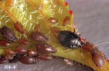 Image related to Cherry-Black cherry aphid