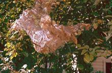 Image related to Cherry, flowering (Prunus)-Fall webworm