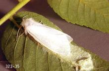 Image related to Cherry, flowering (Prunus)-Fall webworm