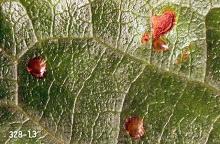 Image related to Cherry, flowering (Prunus)-Pear sawfly (pear slug)