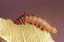 Image related to Cherry, flowering (Prunus)-Redhumped caterpillar