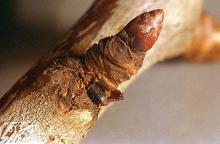 Image related to Cherry, flowering (Prunus)-Shothole borer