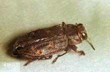 Image related to Cherry-Pacific flatheaded borer