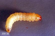 Image related to Cherry-Peachtree borer