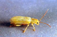 Image related to Cherry-Syneta beetle