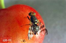 Image related to Cherry-Western cherry fruit fly