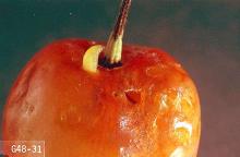 Image related to Cherry-Western cherry fruit fly