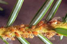 Image related to Christmas tree (Common pests)-Conifer aphid