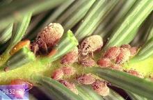 Image related to Christmas tree (Common pests)-Conifer aphid