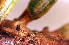 Image related to Christmas tree (Common pests)-Spider mite