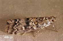 Image related to Christmas tree (Douglas-fir)-Coneworm