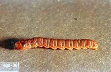 Image related to Christmas tree (Douglas-fir)-Coneworm