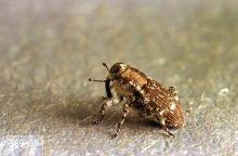 Image related to Christmas tree (Douglas-fir)-Douglas-fir twig weevil