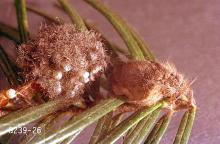 Image related to Christmas tree (Douglas-fir)-Tussock moth