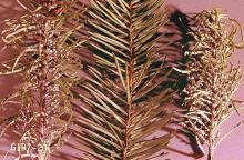 Image related to Christmas tree (Spruce)-Cooley spruce gall adelgid