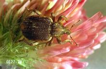 Image related to Clover hay-Clover leaf weevil