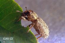 Image related to Clover hay-Clover root curculio