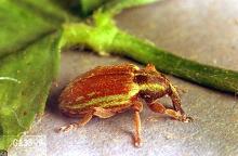 Image related to Clover hay-Lesser clover leaf weevil