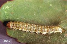 Image related to Clover hay-Webworm