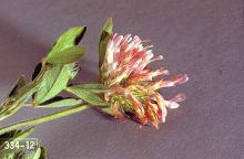 Image related to Clover seed-Clover seed midge