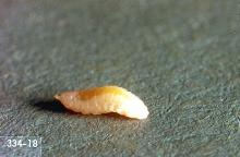 Image related to Clover seed-Clover seed midge