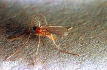 Image related to Clover seed-Clover seed midge