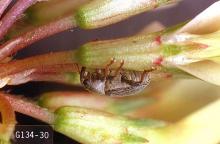 Image related to Clover seed-Clover seed weevil